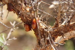 Commiphora myrrha - Somaliland - Nov 2014 - 04 - natural exudation