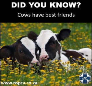 Did-you-know-cows-have-best-friends-300x280