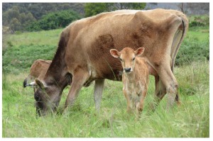 A cow & calf together as nature intended