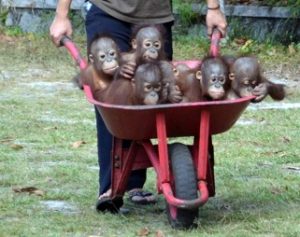 orphaned orangutang youngsters being looked after by the Orangutang Foundation International 
